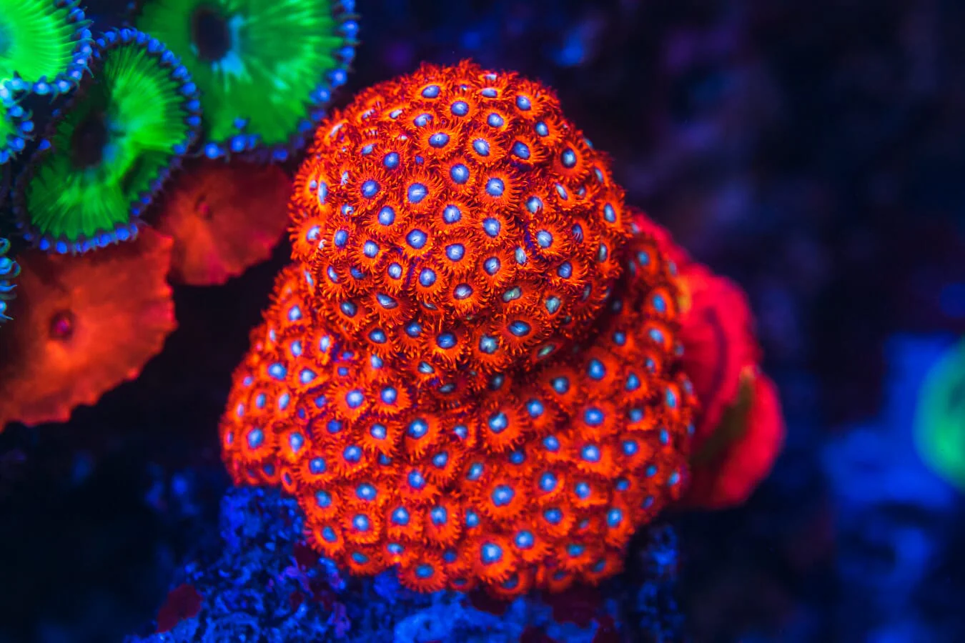 Charmanderz Zoanthids - Image 2