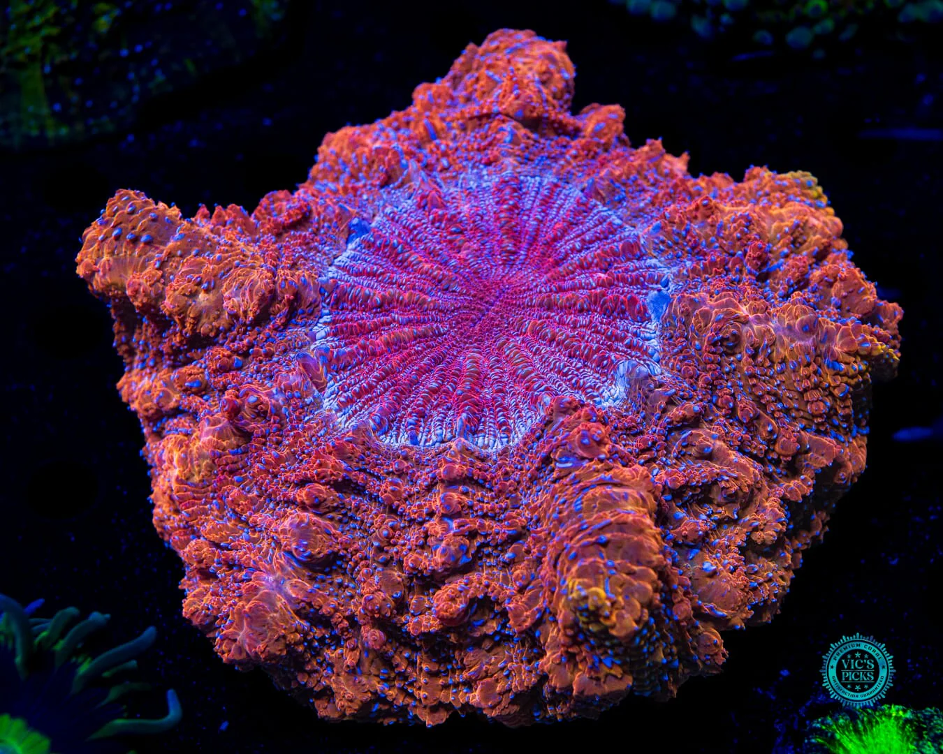 Fire Nova Acanthophyllia