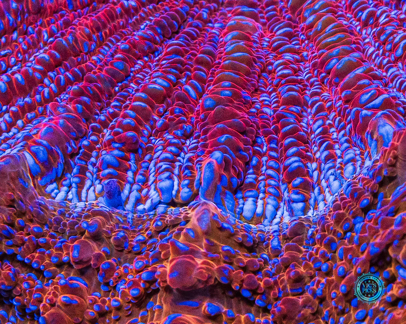 Fire Nova Acanthophyllia - Image 2