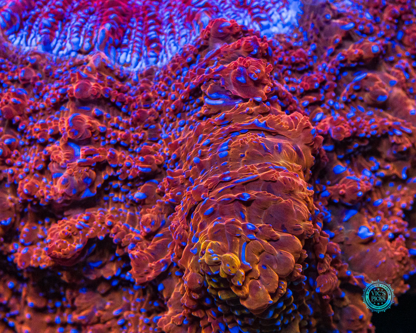 Fire Nova Acanthophyllia - Image 3