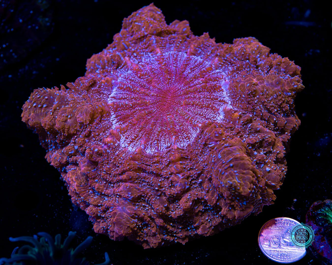 Fire Nova Acanthophyllia - Image 4