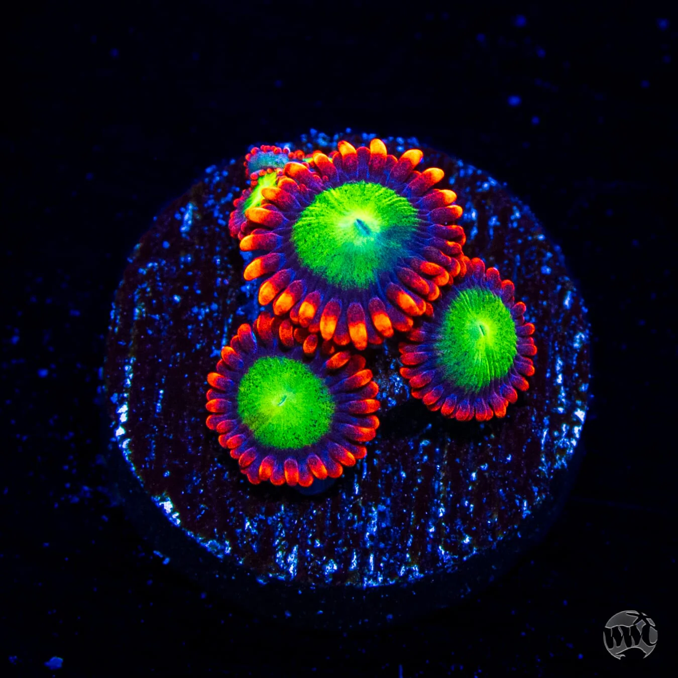 Goblins Fire Zoanthids