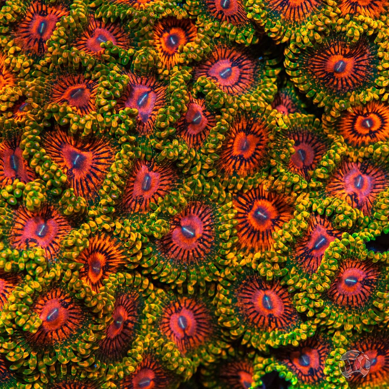 Grand Master Krakatoa Zoanthids - Image 2