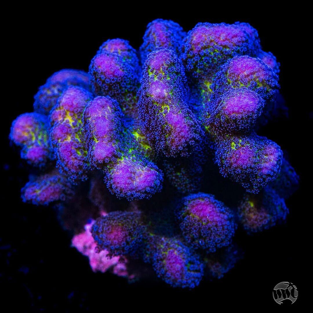 Jason Fox Bug Out Stylophora Coral - Image 2