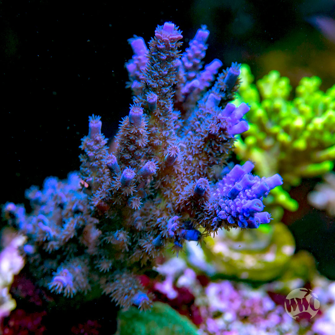 Jason Fox Papa Smurf Tenuis Acropora - Image 2