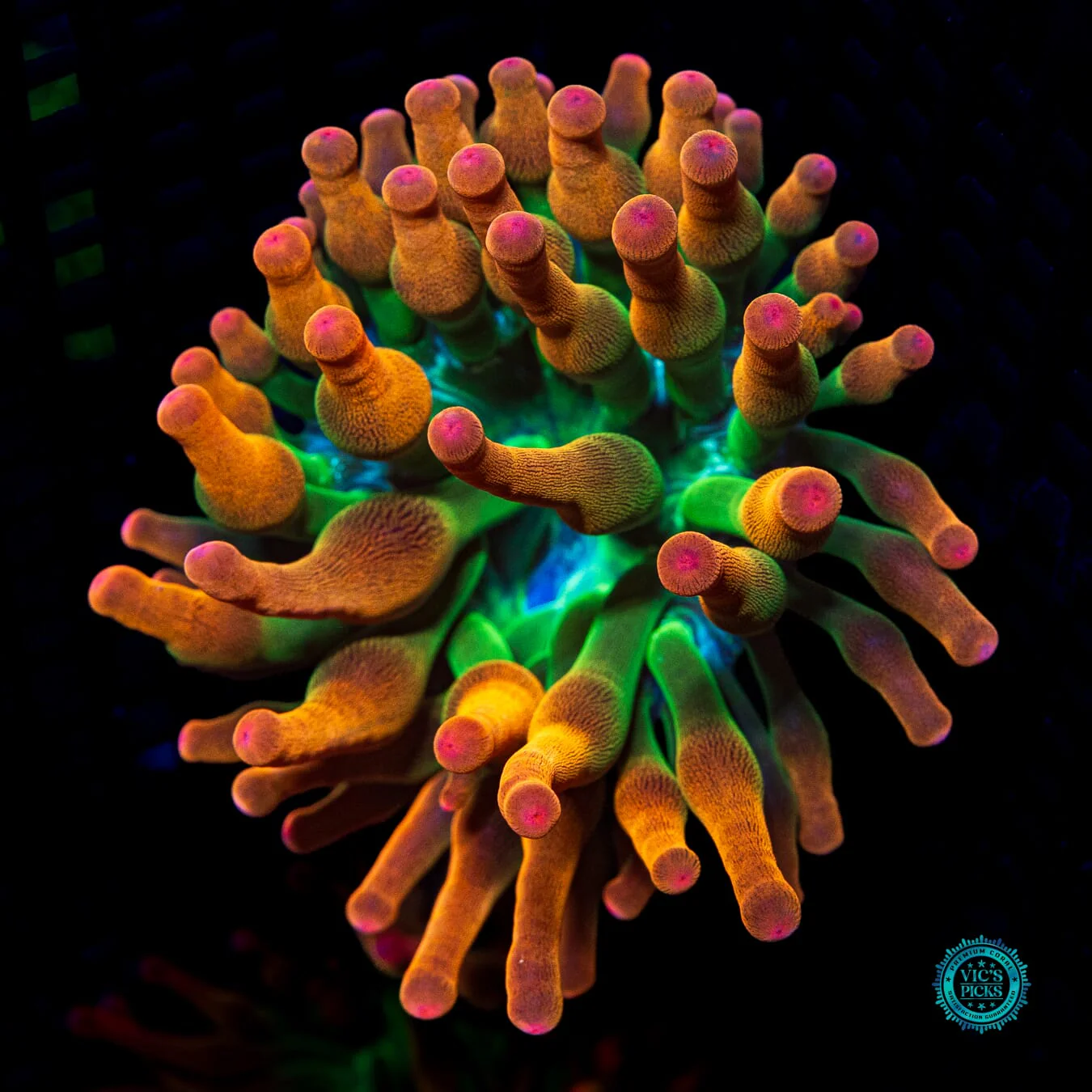 Laser Lights Bubble Anemone