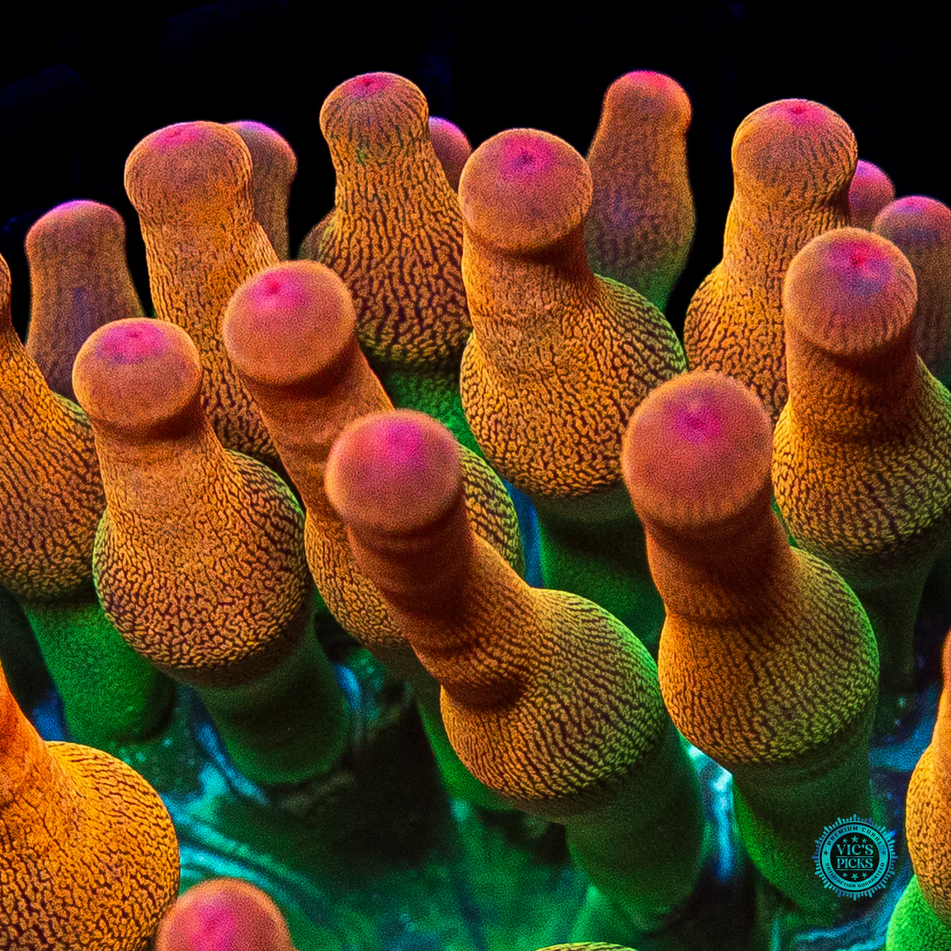 Laser Lights Bubble Anemone - Image 2