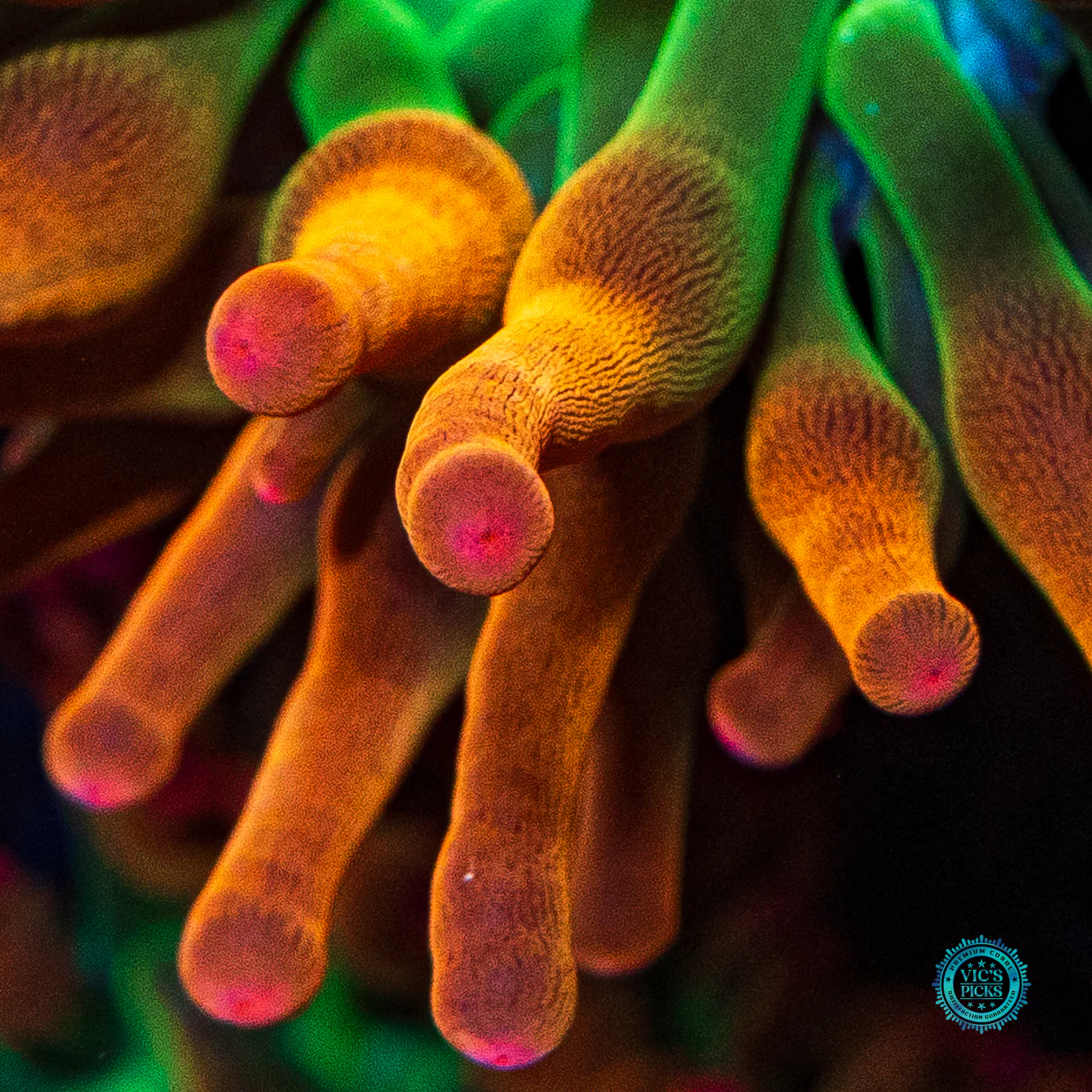 Laser Lights Bubble Anemone - Image 3