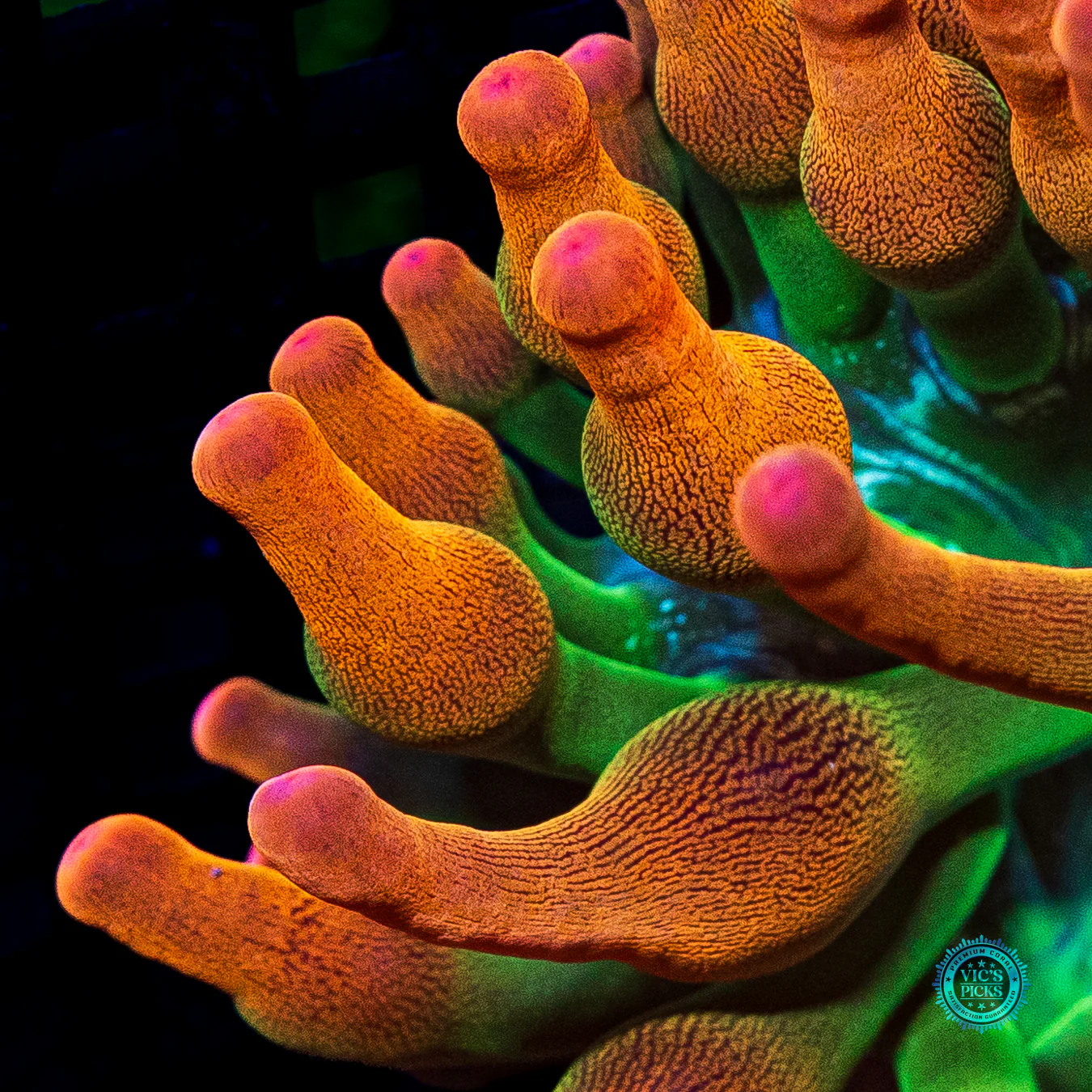Laser Lights Bubble Anemone - Image 4