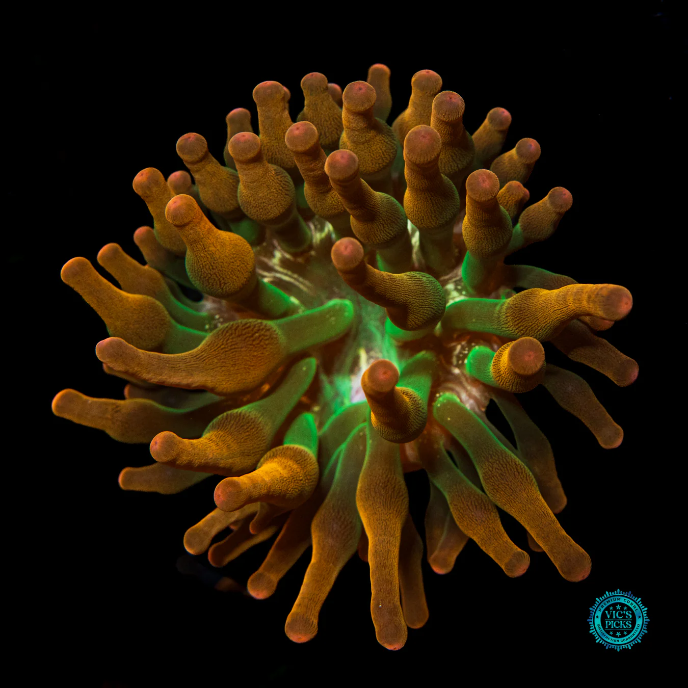 Laser Lights Bubble Anemone - Image 5