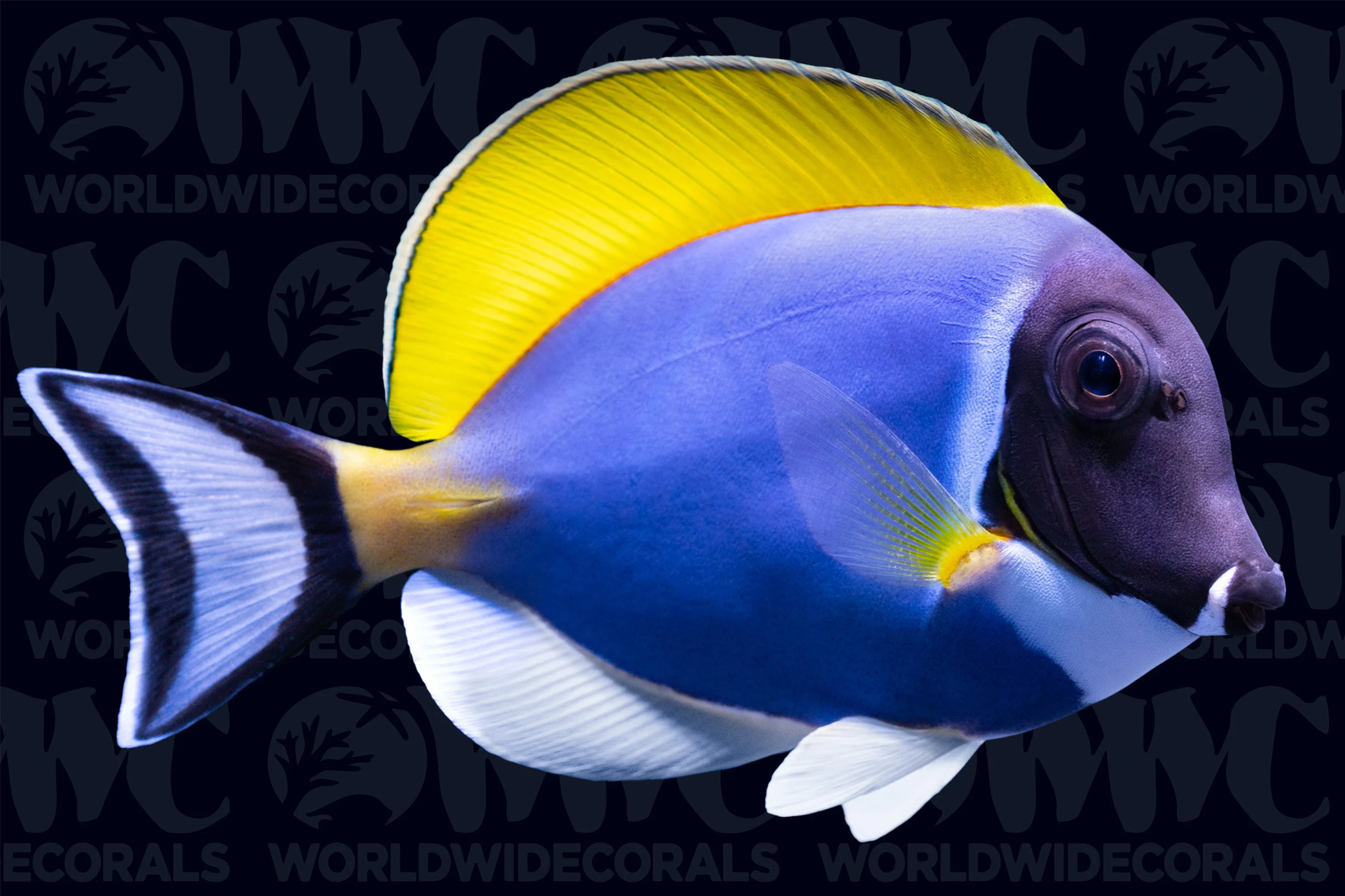 Powder Blue Tang - Maldives