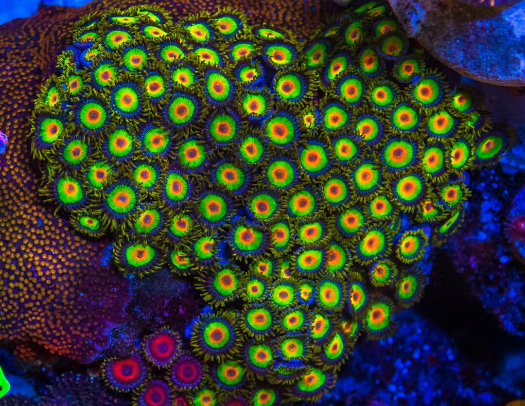 Rasta Zoanthids - Image 2