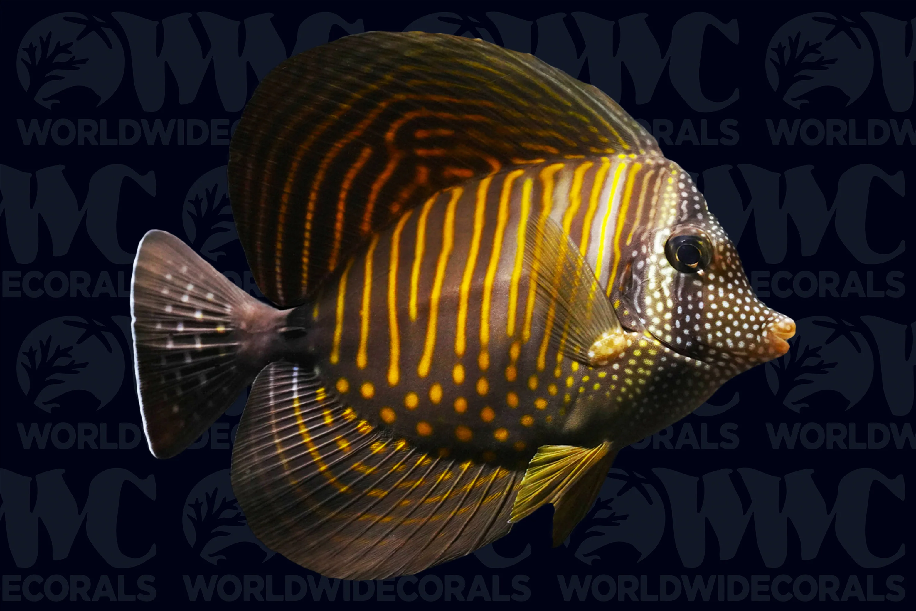 Desjardinii Sailfin Tang - Djibouti