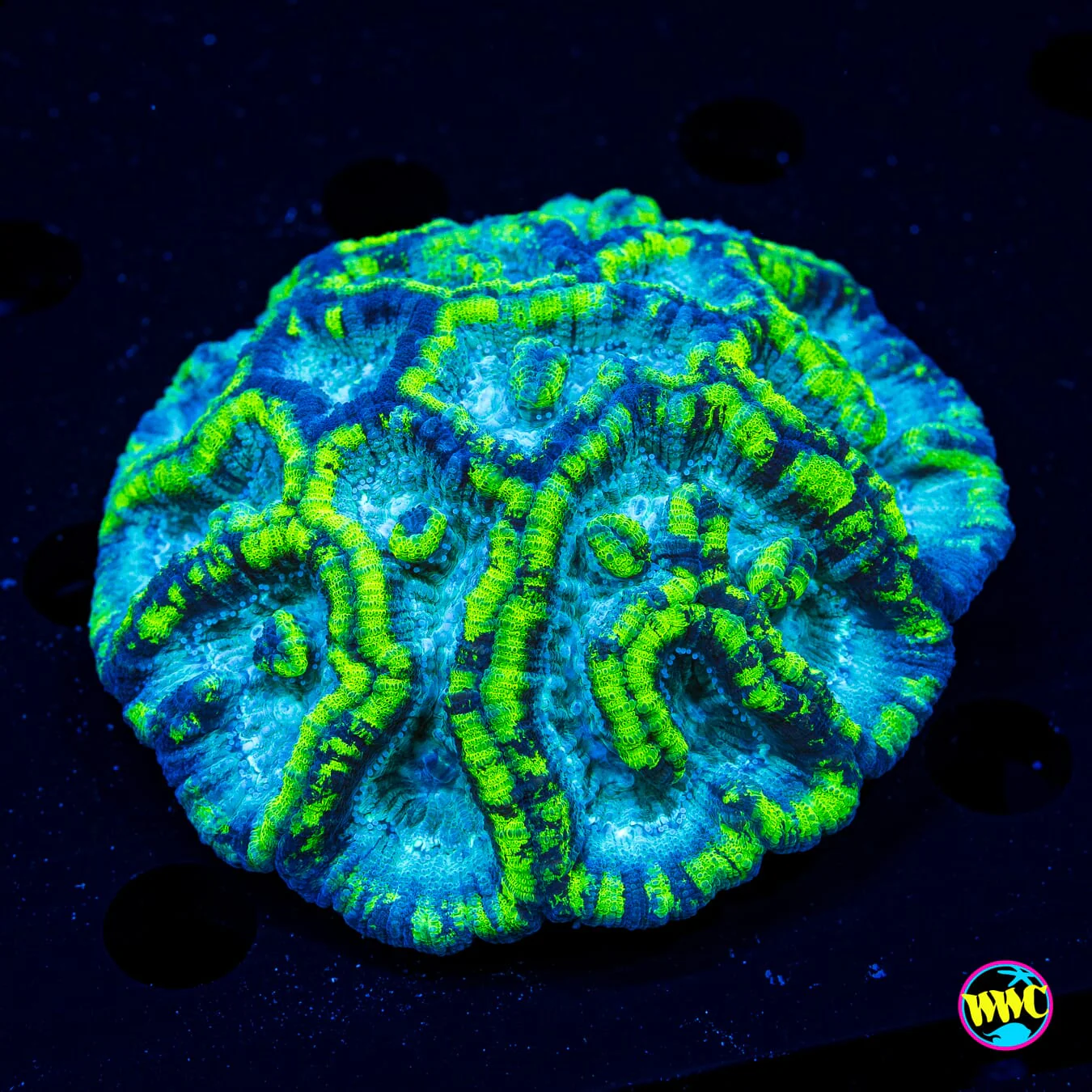 Slime Time Symphyllia Wilsoni