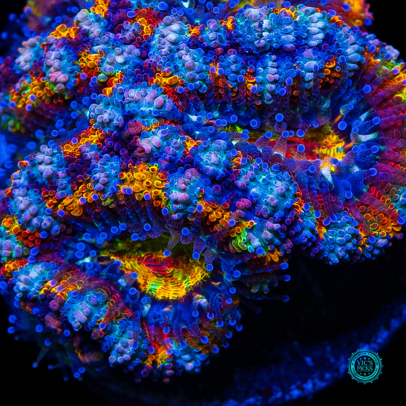 Soul Stone Aussie Lord - Image 3