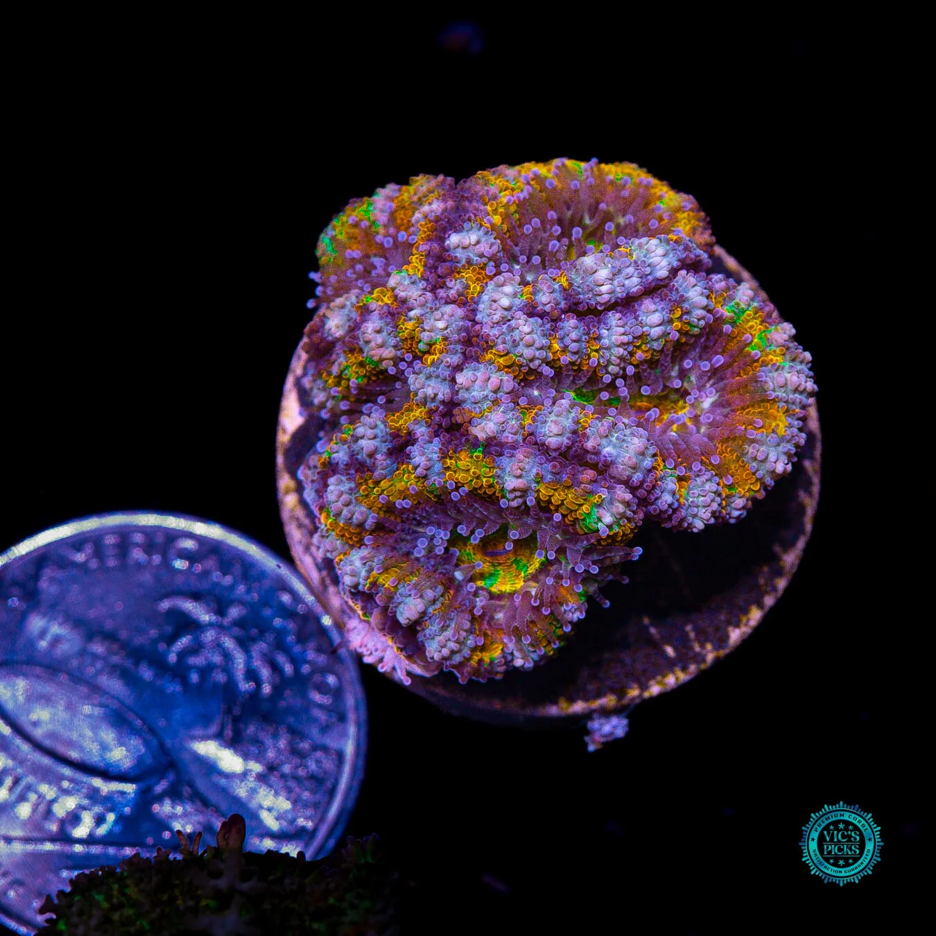 Soul Stone Aussie Lord - Image 4
