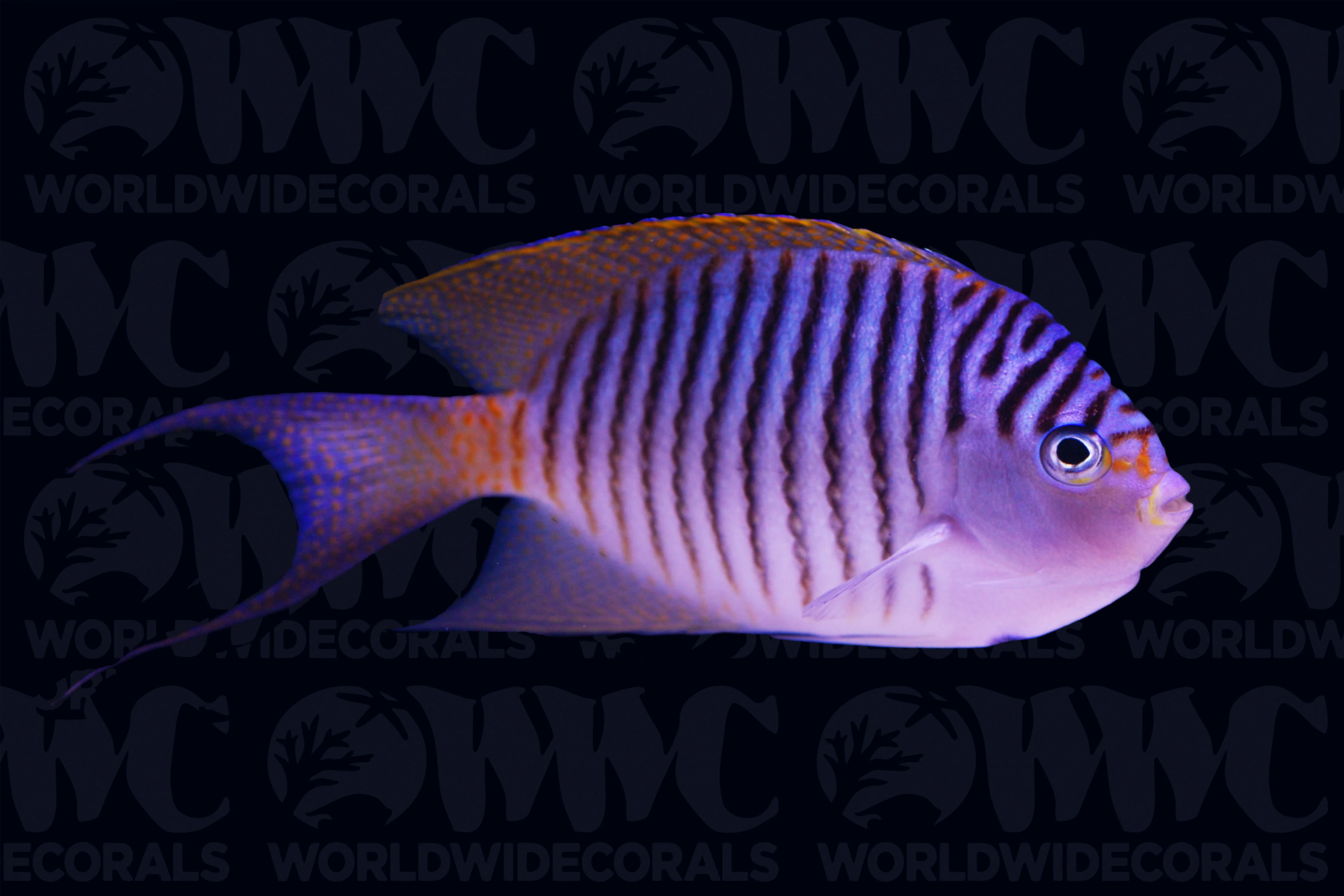 Swallowtail Angelfish - Male - Papua New Guinea