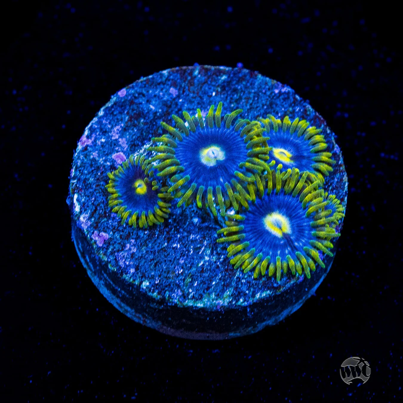 WS - Blueberry Fields Zoanthids