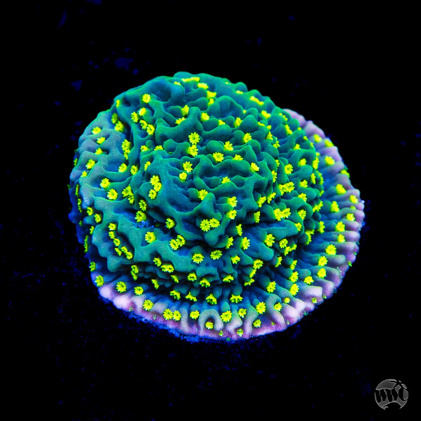 WS - Jason Fox Frankies Hot Pink Rim Montipora
