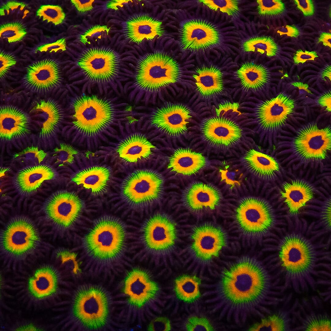 WWC Bob Marley Zoanthids - Image 2