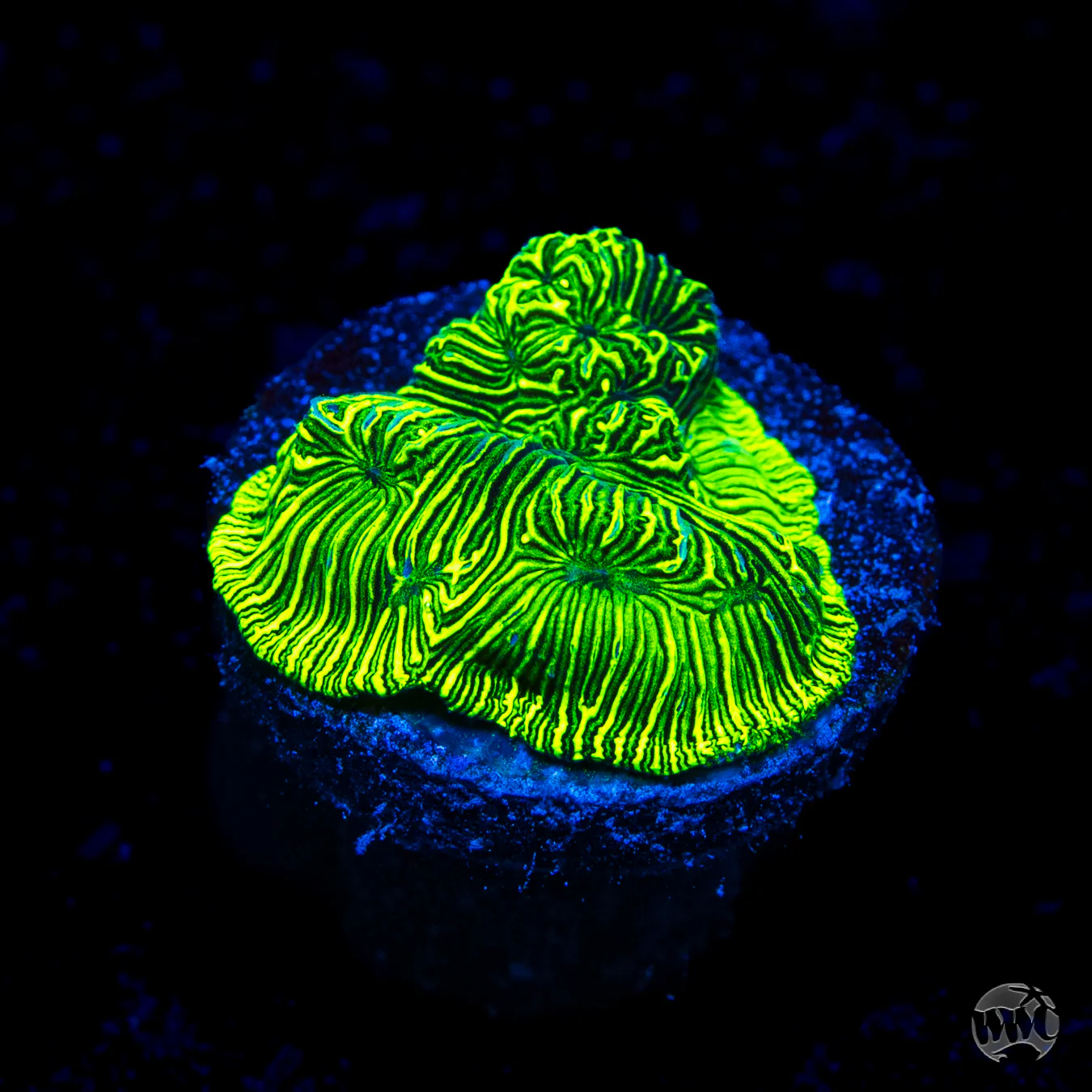 WWC Flubber Leptoseris Coral
