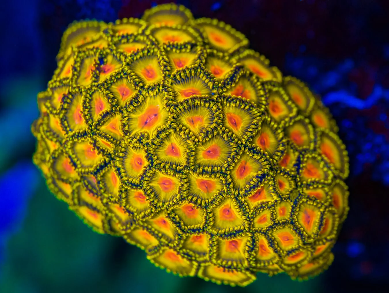 WWC Golden Gods Zoanthids - Image 2