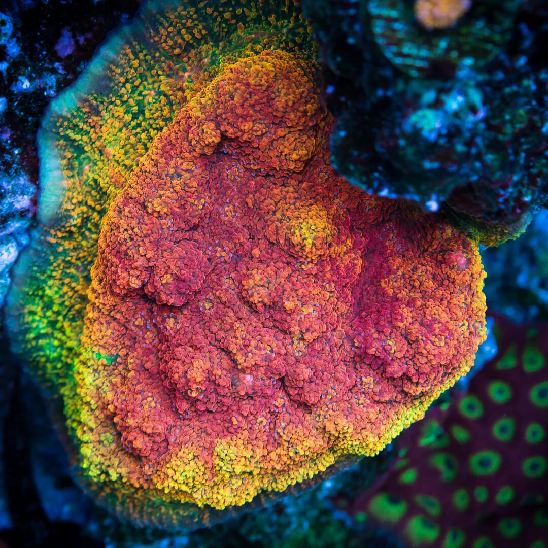 WWC Grafted Stellaria Chalice Coral - Image 2