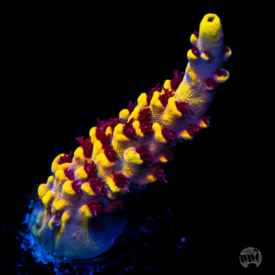 WWC Helios Acropora