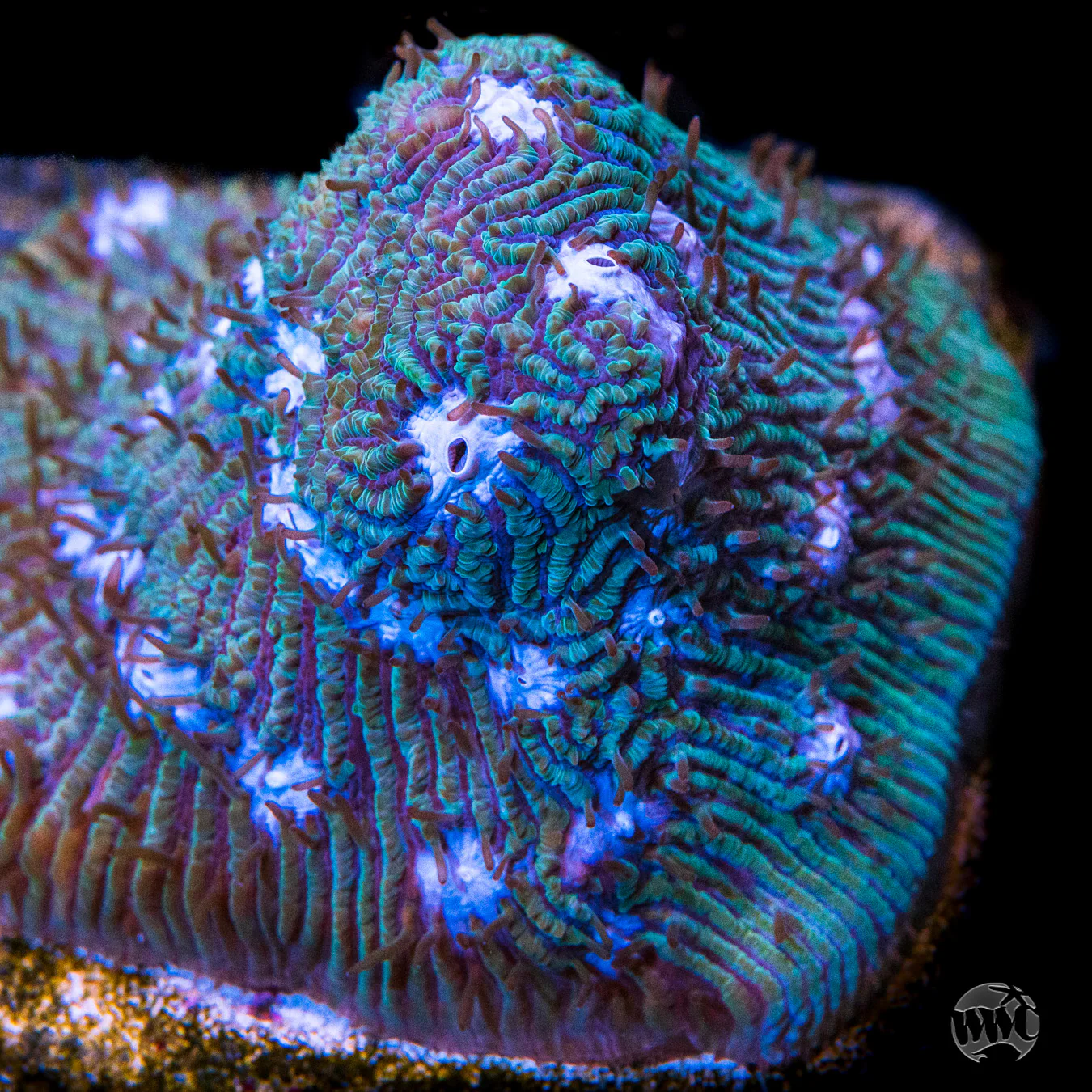 WWC Ice Sheet Lithophyllon Coral - Image 2