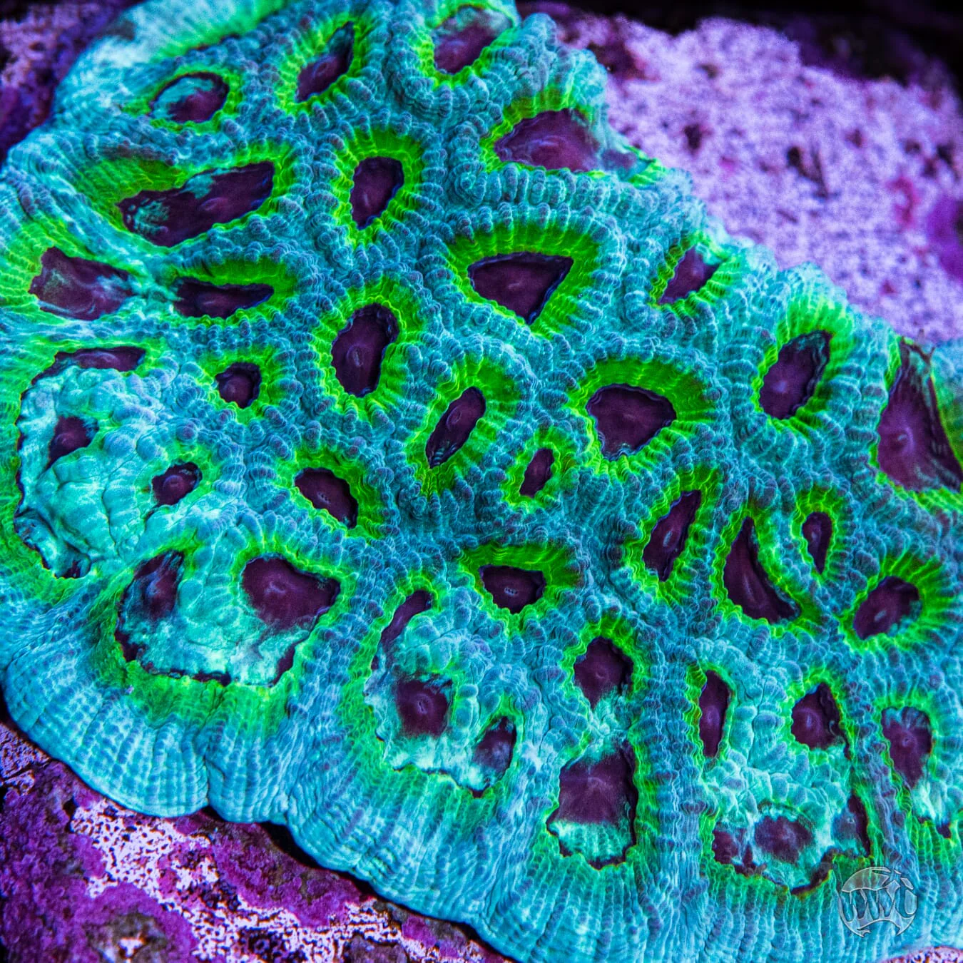 WWC PPE Favia Coral - Image 2