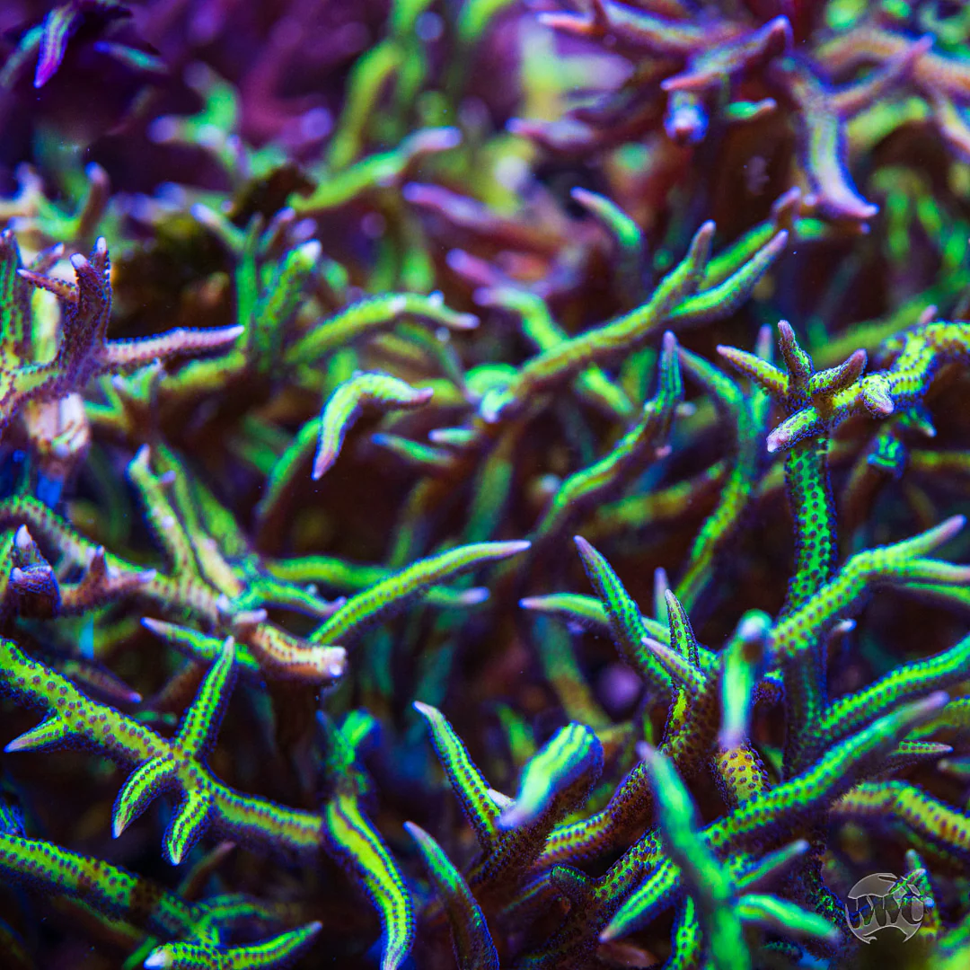 WWC Purple Polyp Birdsnest Coral - Image 2