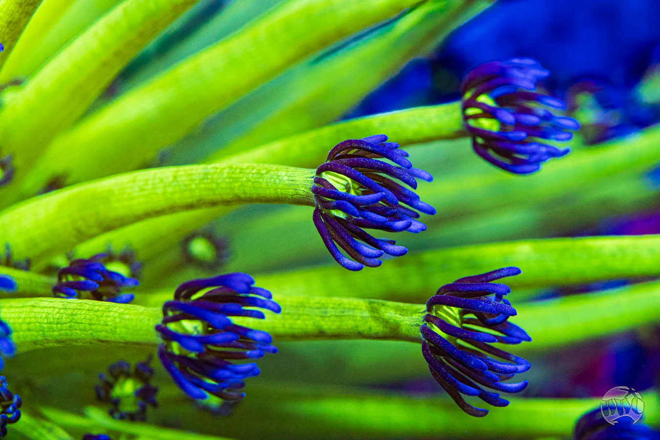WWC Shadow Flame Goniopora Coral - Image 3
