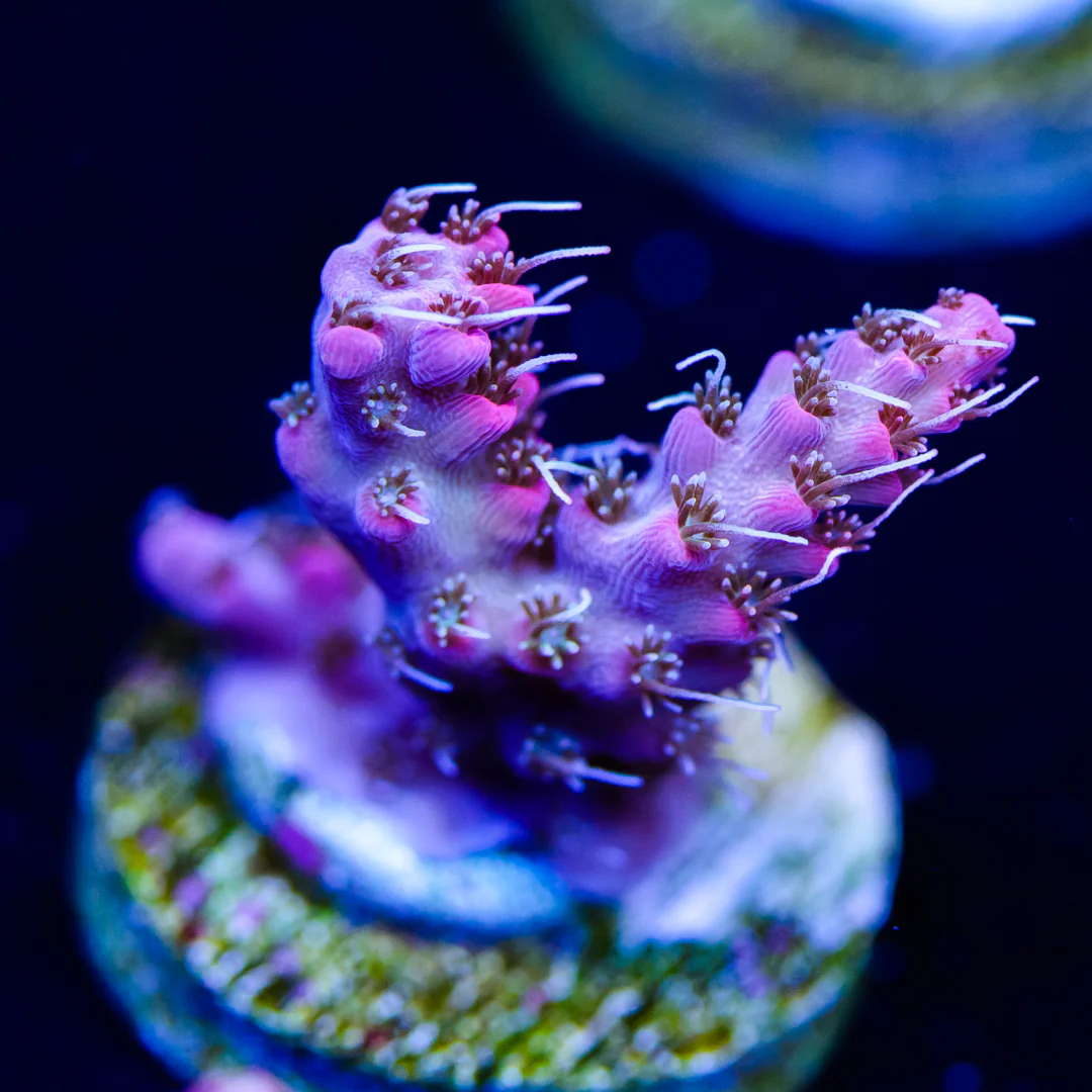 WWC Snowdrop Acropora