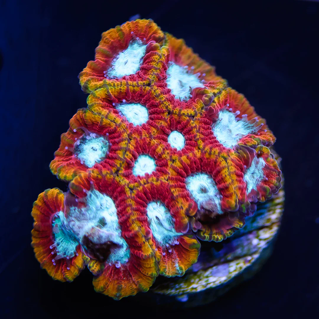 WWC Ultron Favia Coral