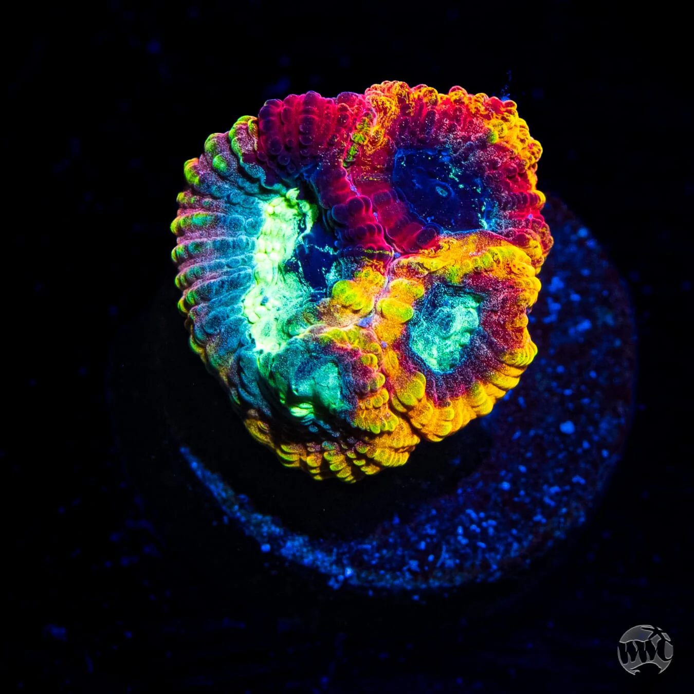 Yellow Submarine Favia Coral
