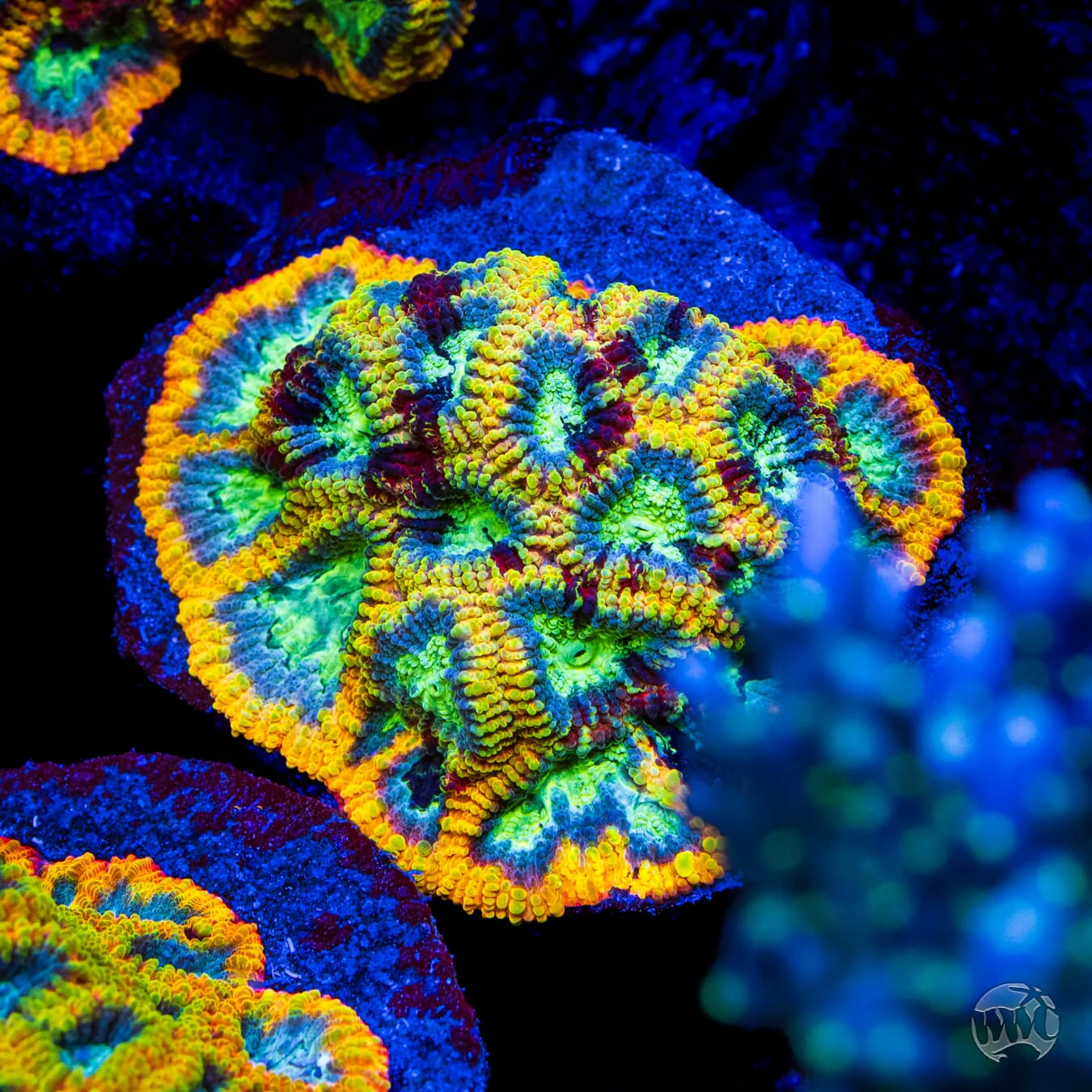 Yellow Submarine Favia Coral - Image 2